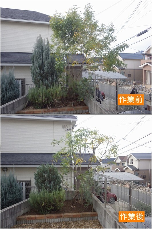 シマトネリコの剪定 京都市庭木剪定 庭 佳niwaka 庭木1本からの植木屋 シマトネリコの剪定 京都市庭木剪定 庭 佳niwaka 庭木1本からの植木屋