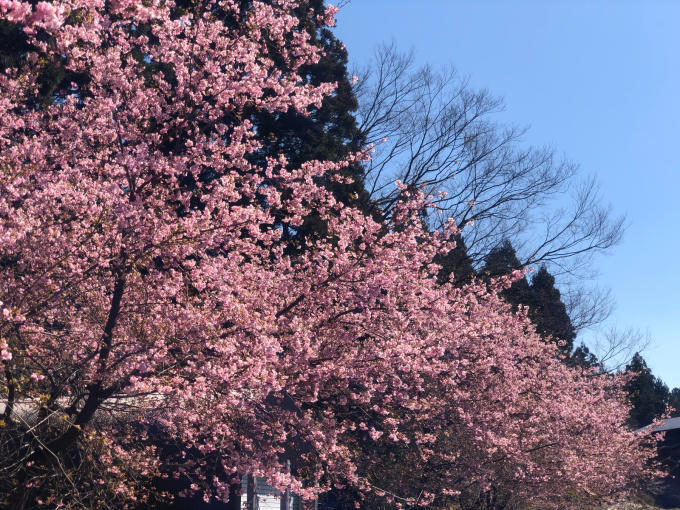 河津桜の季節_d0182179_11383269.jpg