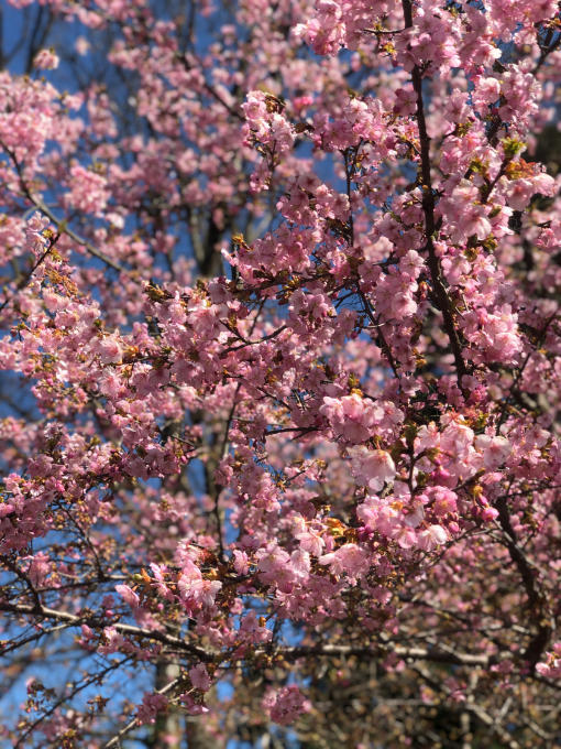 河津桜の季節_d0182179_11384012.jpg