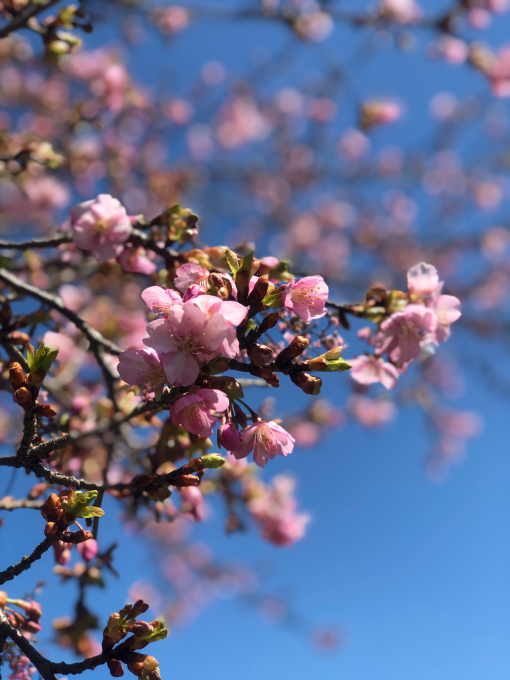 河津桜の季節_d0182179_11384924.jpg