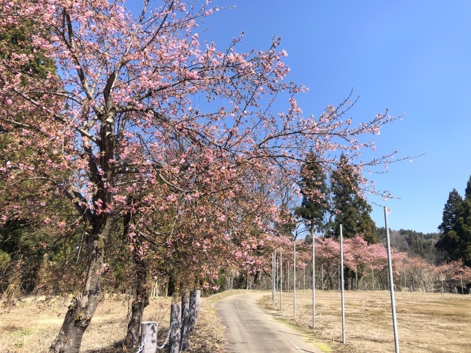 河津桜の季節_d0182179_13424997.jpeg