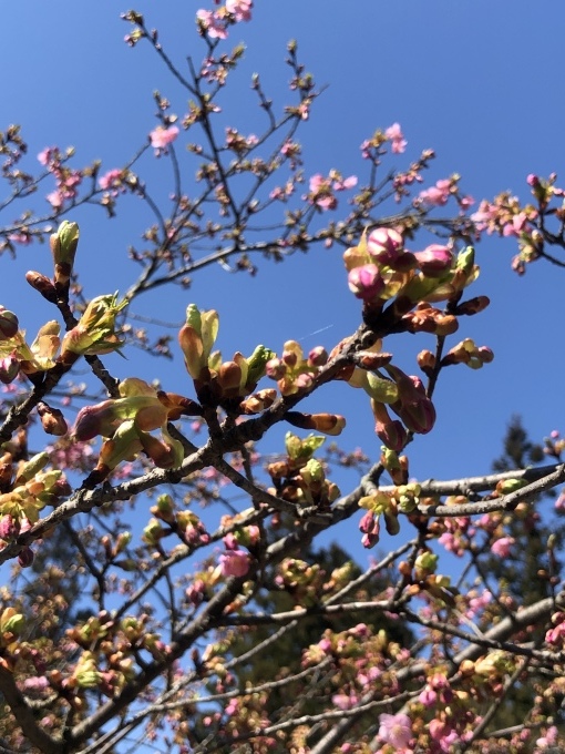 河津桜の季節_d0182179_13465112.jpeg