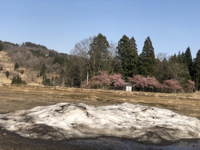 河津桜の季節_d0182179_18125272.jpeg