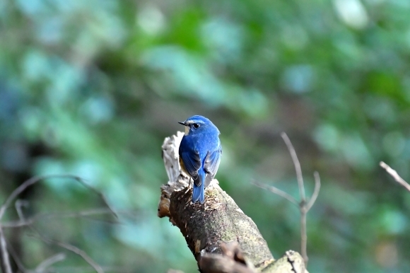 北摂のお山で鳥さん撮影 カワガラス 雛_c0164881_14200151.jpg