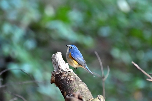 北摂のお山で鳥さん撮影 カワガラス 雛_c0164881_14200309.jpg