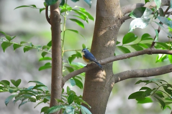 北摂のお山で鳥さん撮影 カワガラス 雛_c0164881_14203744.jpg