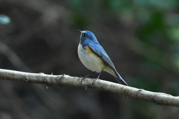 北摂のお山で鳥さん撮影 カワガラス 雛_c0164881_14203817.jpg