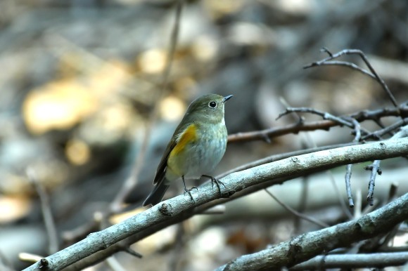 北摂のお山で鳥さん撮影 カワガラス 雛_c0164881_14210417.jpg