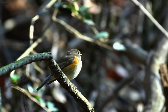 北摂のお山で鳥さん撮影 カワガラス 雛_c0164881_14215510.jpg