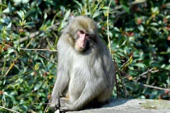 北摂のお山で鳥さん撮影 カワガラス 雛_c0164881_14230306.jpg