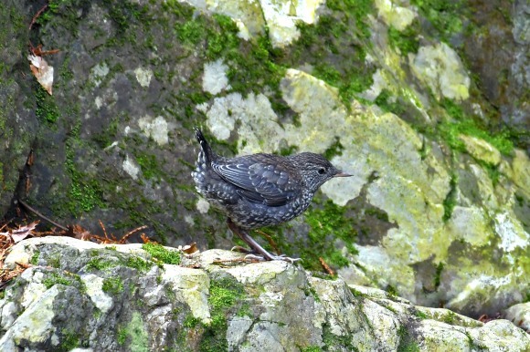北摂のお山で鳥さん撮影 カワガラス 雛_c0164881_14290693.jpg