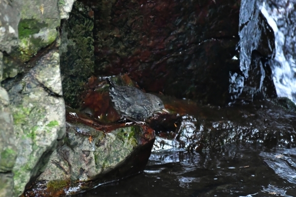 北摂のお山で鳥さん撮影 カワガラス 雛_c0164881_14294742.jpg