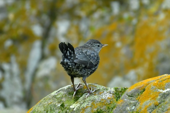 北摂のお山で鳥さん撮影 カワガラス 雛_c0164881_14332272.jpg
