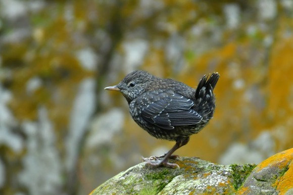 北摂のお山で鳥さん撮影 カワガラス 雛_c0164881_14332327.jpg
