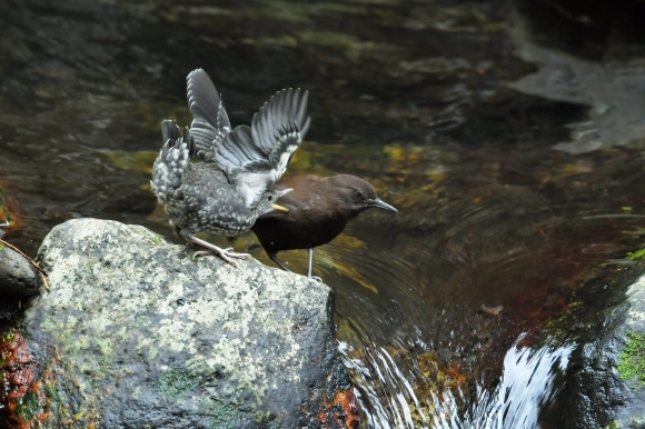 北摂のお山で鳥さん撮影 カワガラス 雛_c0164881_14332343.jpg