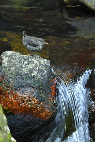 北摂のお山で鳥さん撮影 カワガラス 雛_c0164881_14344785.jpg