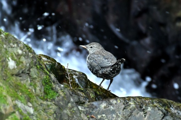 北摂のお山で鳥さん撮影 カワガラス 雛_c0164881_14344852.jpg