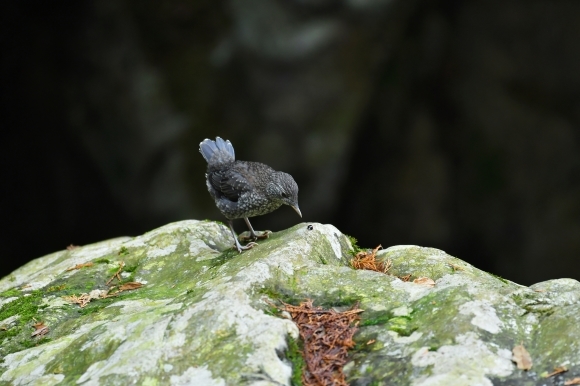 北摂のお山で鳥さん撮影 カワガラス 雛_c0164881_14344879.jpg