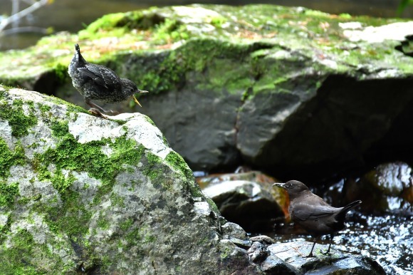 北摂のお山で鳥さん撮影 カワガラス 雛_c0164881_14354622.jpg