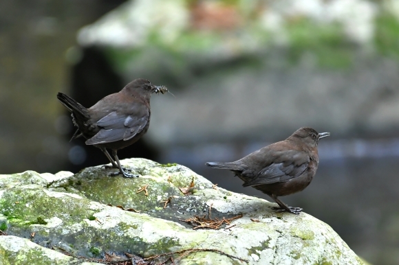 北摂のお山で鳥さん撮影 カワガラス 雛_c0164881_14435395.jpg