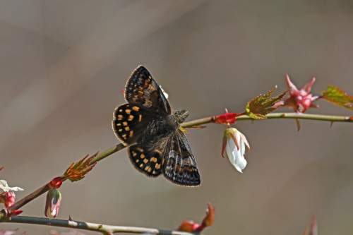 ギフチョウ　　春爛漫_d0353091_18504754.jpg