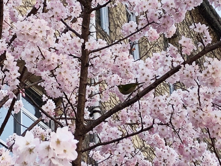 京の桜便り＜咲いてた編＞_a0376293_00330065.jpg