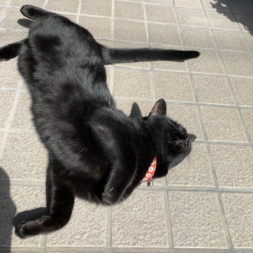 ゴーロゴロ〜パートⅡ_e0358096_20310776.jpeg