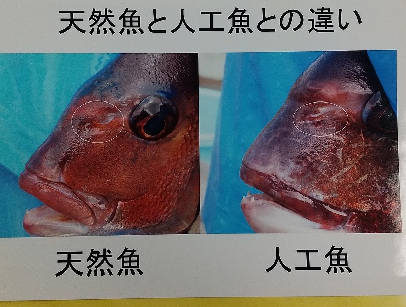 静岡県温水利用研究センター!_d0050503_10424457.jpg