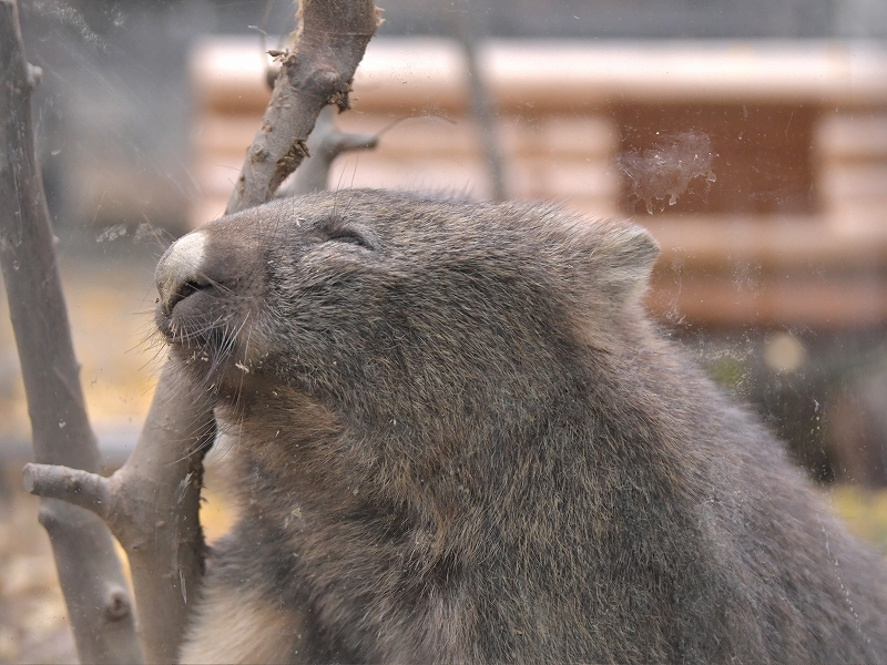 ユキとマルの秘密のトンネル_a0164204_01392251.jpg