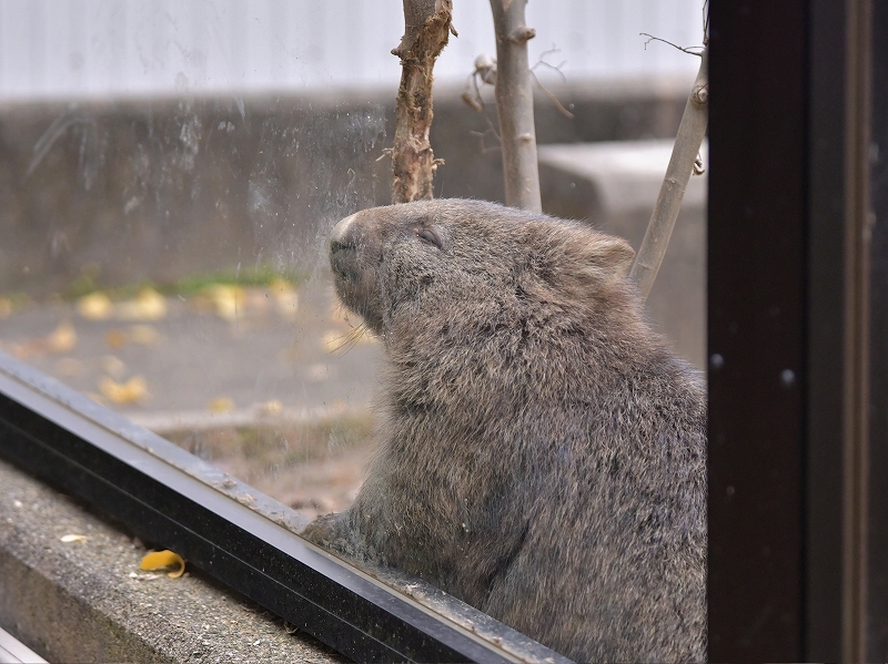 ユキとマルの秘密のトンネル_a0164204_02421223.jpg