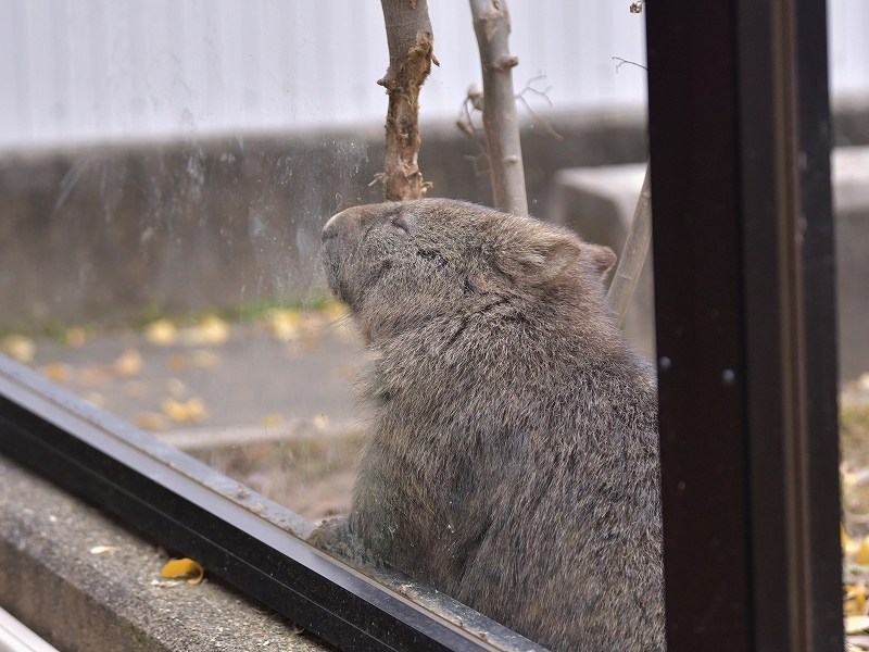 ユキとマルの秘密のトンネル_a0164204_04191640.jpg