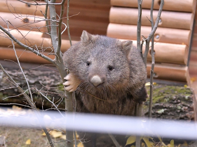 ユキとマルの秘密のトンネル_a0164204_04204483.jpg