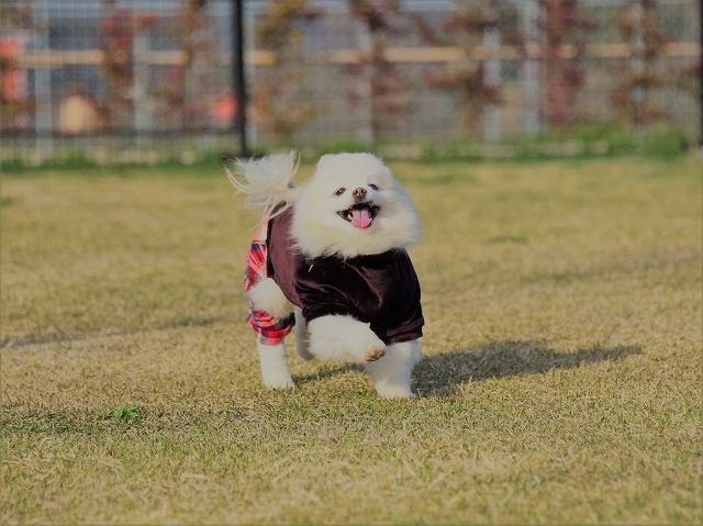 全力で駆け抜ける_d0360206_00121122.jpg
