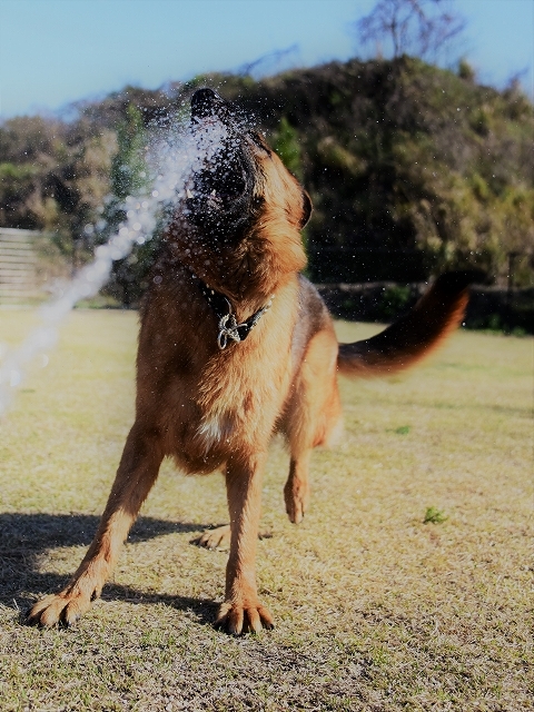 候補に挙げた犬種_d0360206_00404593.jpg