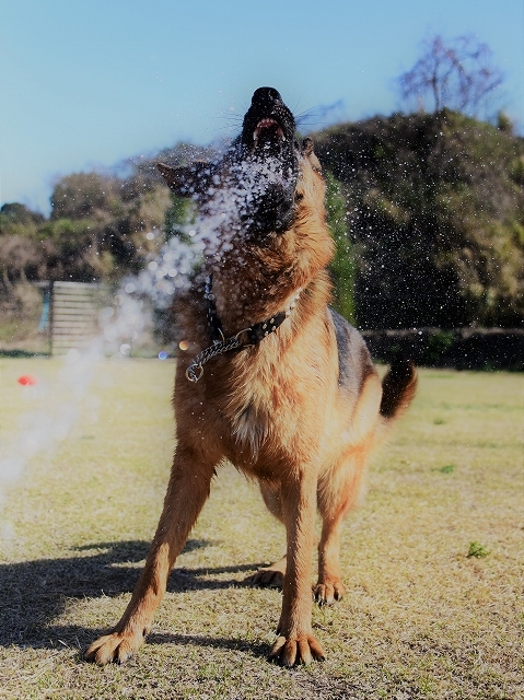 候補に挙げた犬種_d0360206_00404855.jpg