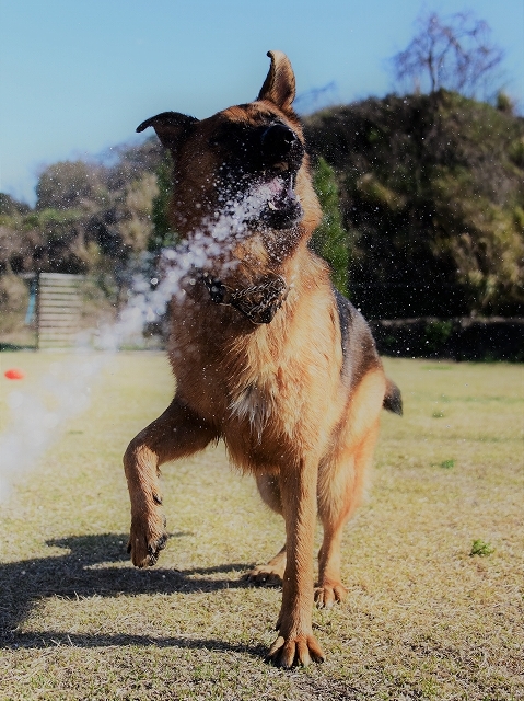 候補に挙げた犬種_d0360206_00405285.jpg