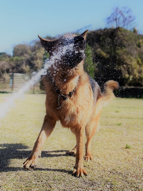 候補に挙げた犬種_d0360206_00405668.jpg