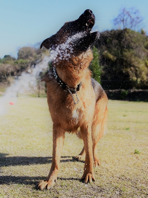 候補に挙げた犬種_d0360206_00405976.jpg