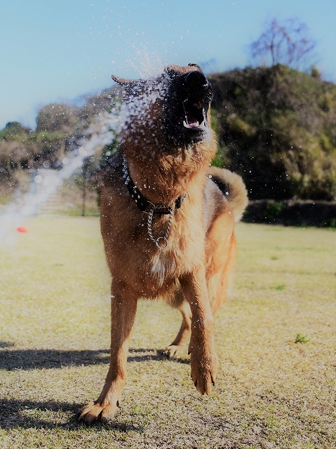 候補に挙げた犬種_d0360206_00410315.jpg