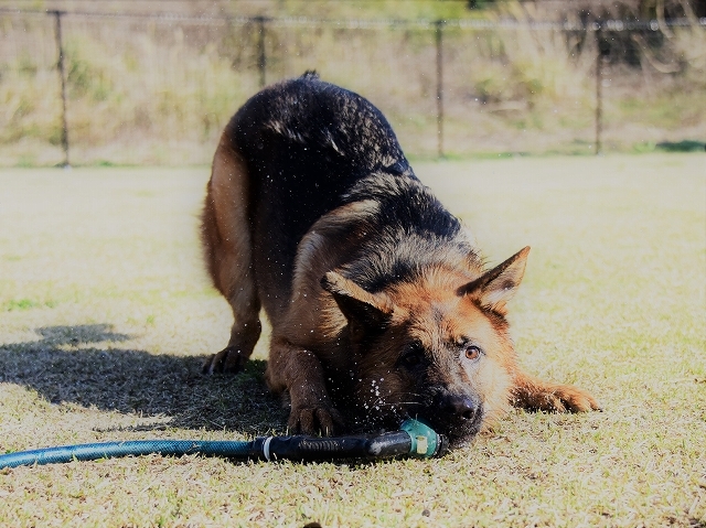 候補に挙げた犬種_d0360206_00410727.jpg