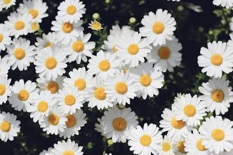 Margherita マルゲリータの花言葉を La Petite Cloche プチクローシュ