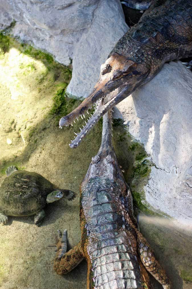 上野動物園 両生爬虫類館だより ワニとカメ April 19 続々 動物園ありマス