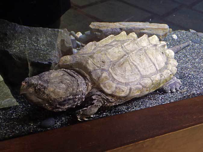 上野動物園：両生爬虫類館だより～ワニとカメ（April 2019）_b0355317_10590894.jpg