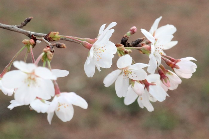 大宮公園　桜情報_d0150720_12202976.jpg