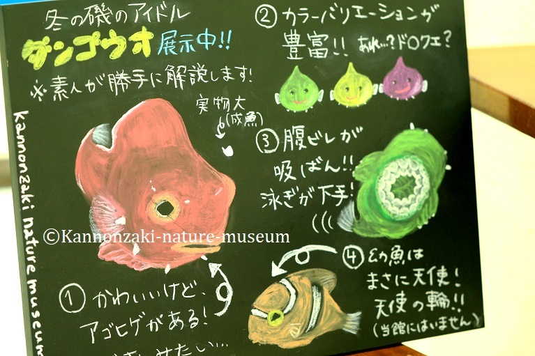 今日も爽やかな観音崎自然博物館(2020年3月)_a0386621_15005371.jpg