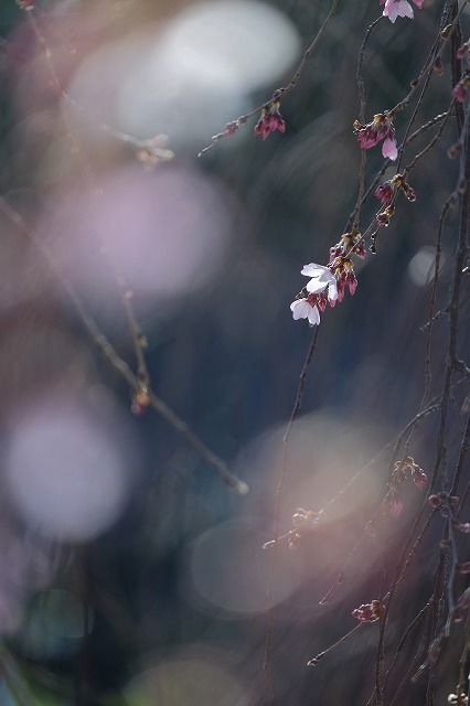 撮影会の桜写真ちょっとだけ披露します_f0221724_11481545.jpg