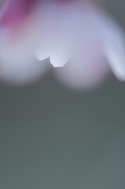 撮影会の桜写真ちょっとだけ披露します_f0221724_11481642.jpg