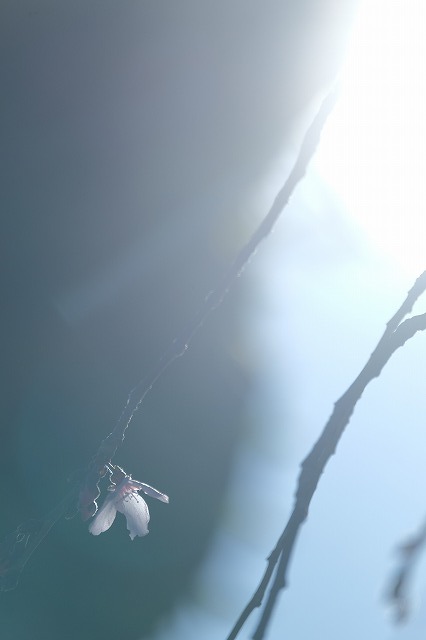 撮影会の桜写真ちょっとだけ披露します_f0221724_11481668.jpg