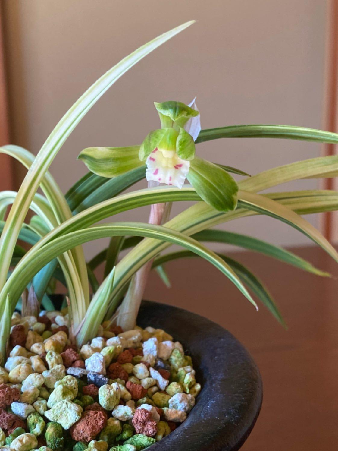 春蘭　韓国春蘭　栄光　お得品 韓国春蘭「金剛宝」 | K-B.M