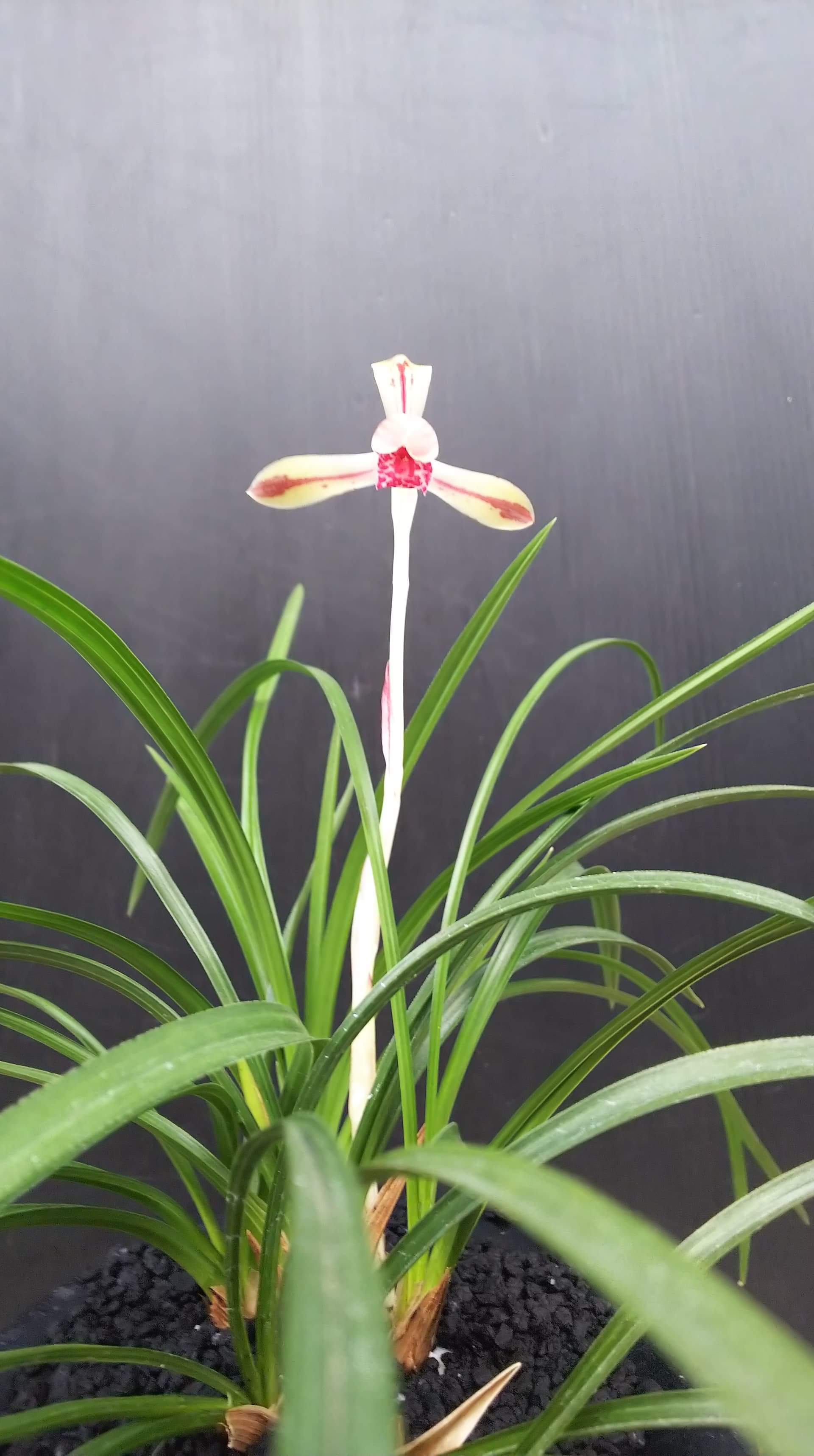 蘭万園 春季春蘭Web展示会 : 蘭万園日記